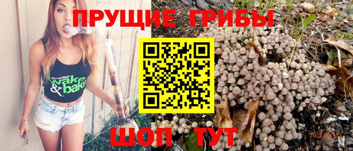 Галлюциногенные грибы Psilocybine cubensis Городец